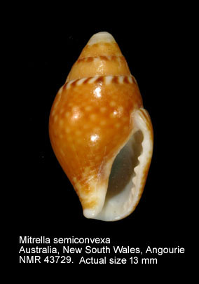 Mitrella semiconvexa.jpg - Mitrella semiconvexa(Lamarck,1822)